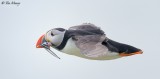 Puffin 010610_4